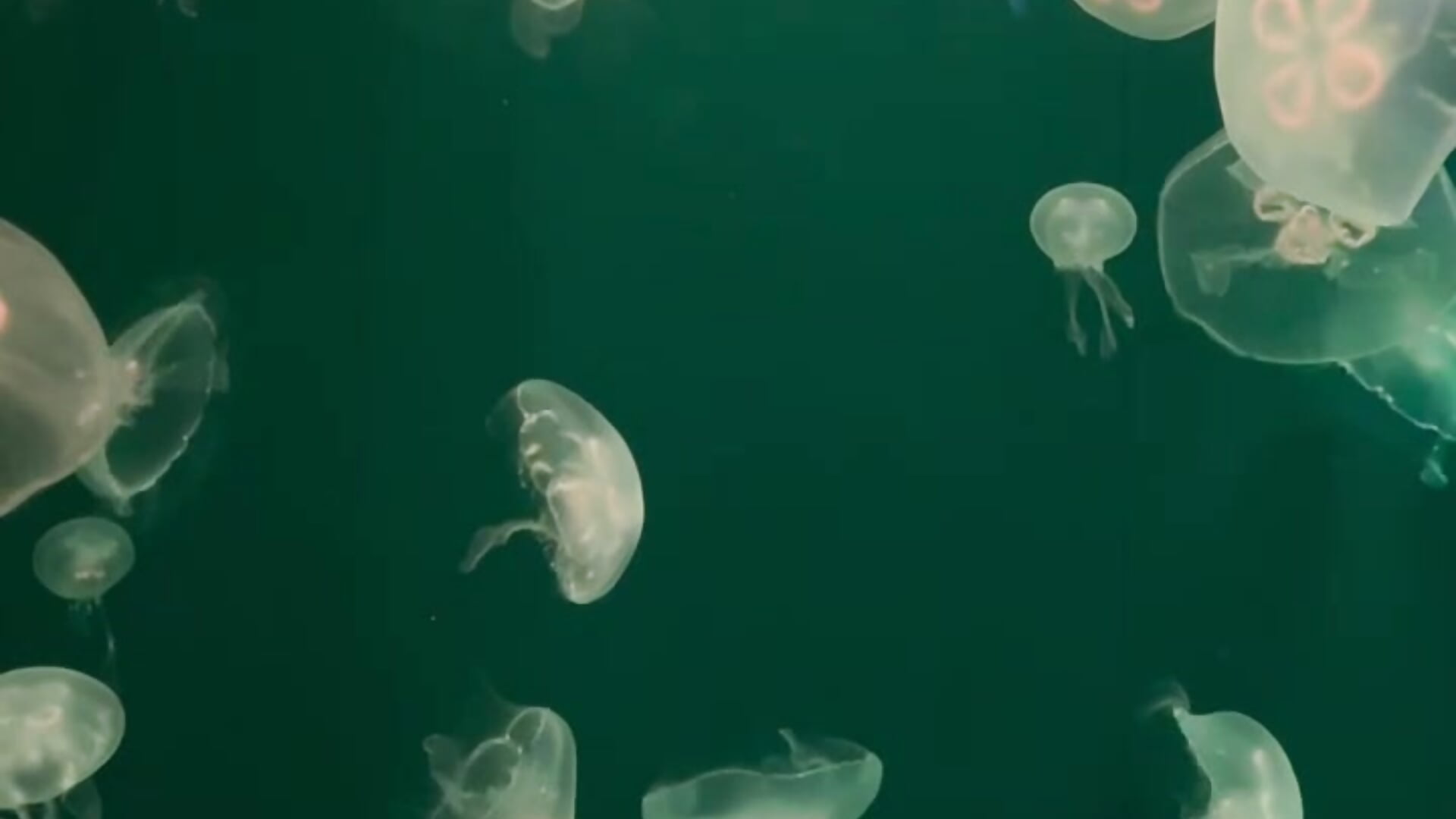 line_oa_chat_250827_124214 - video by honoka_0011 cam model