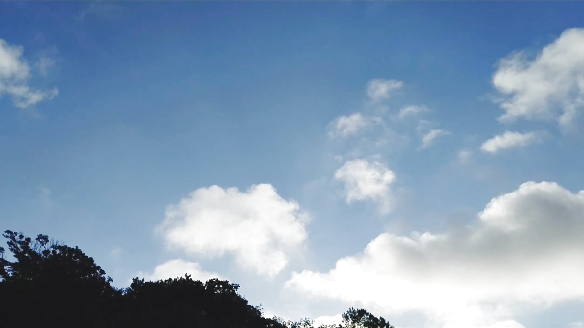 ウイスキーの瓶捨てに行ったら鳥がぴよぴよ鳴いてて素敵だったので撮った動画です - video by nana_desu cam model