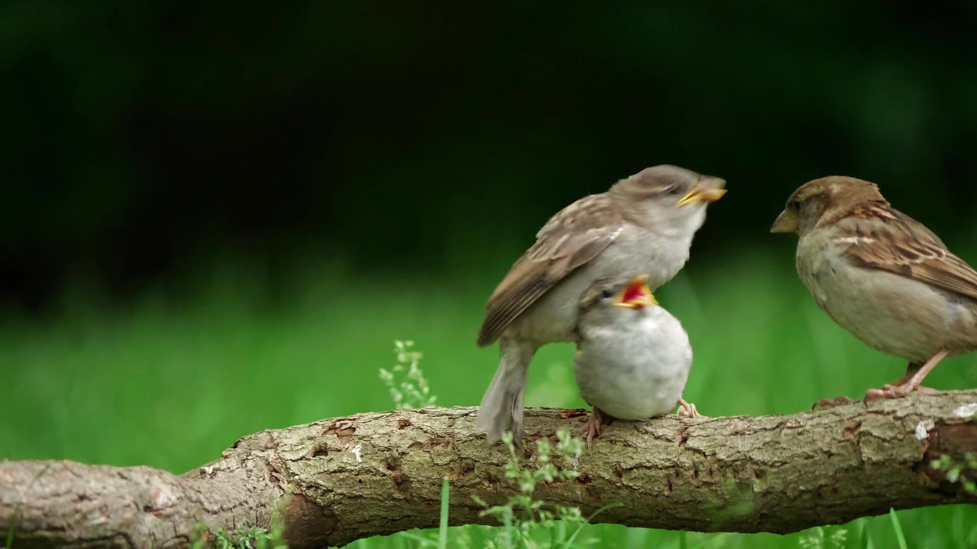 1000038555 - video by Bonk_o cam model