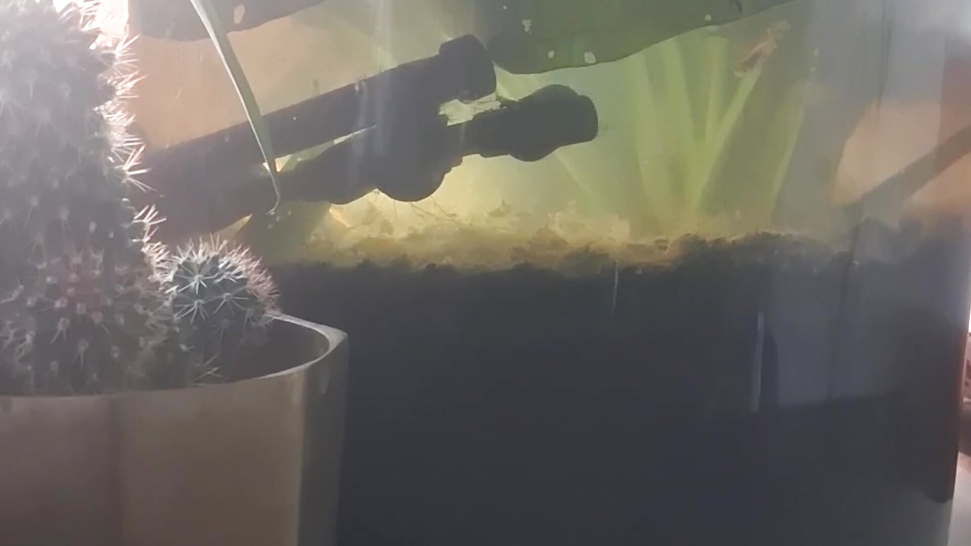 1000010593 - video di LaloSalamanca69 modella di cam