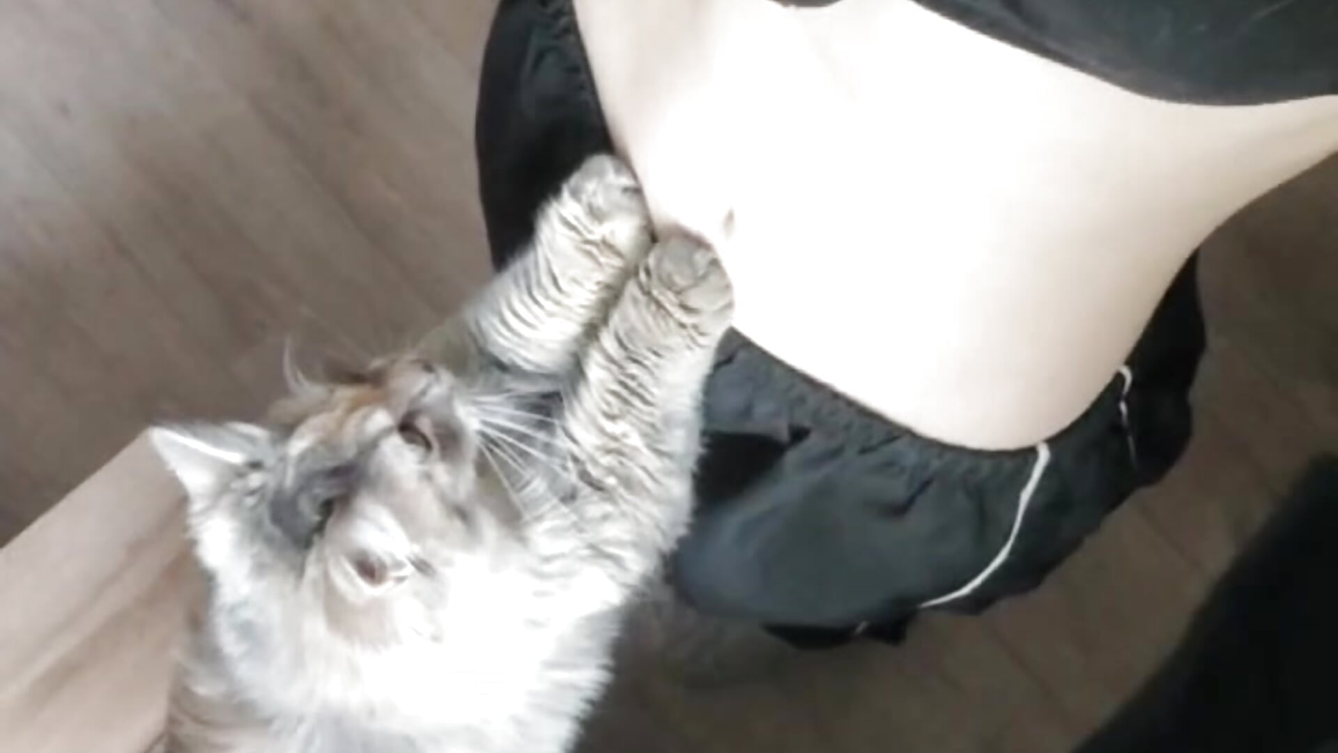 Two cute cats)) — filmik Fafa_Fluff, modela(-lki) na kamerkach