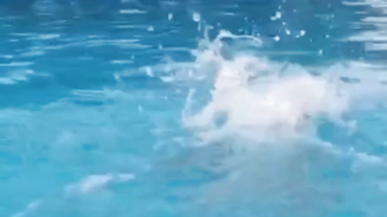 chill - video by ariana_ross7 cam model