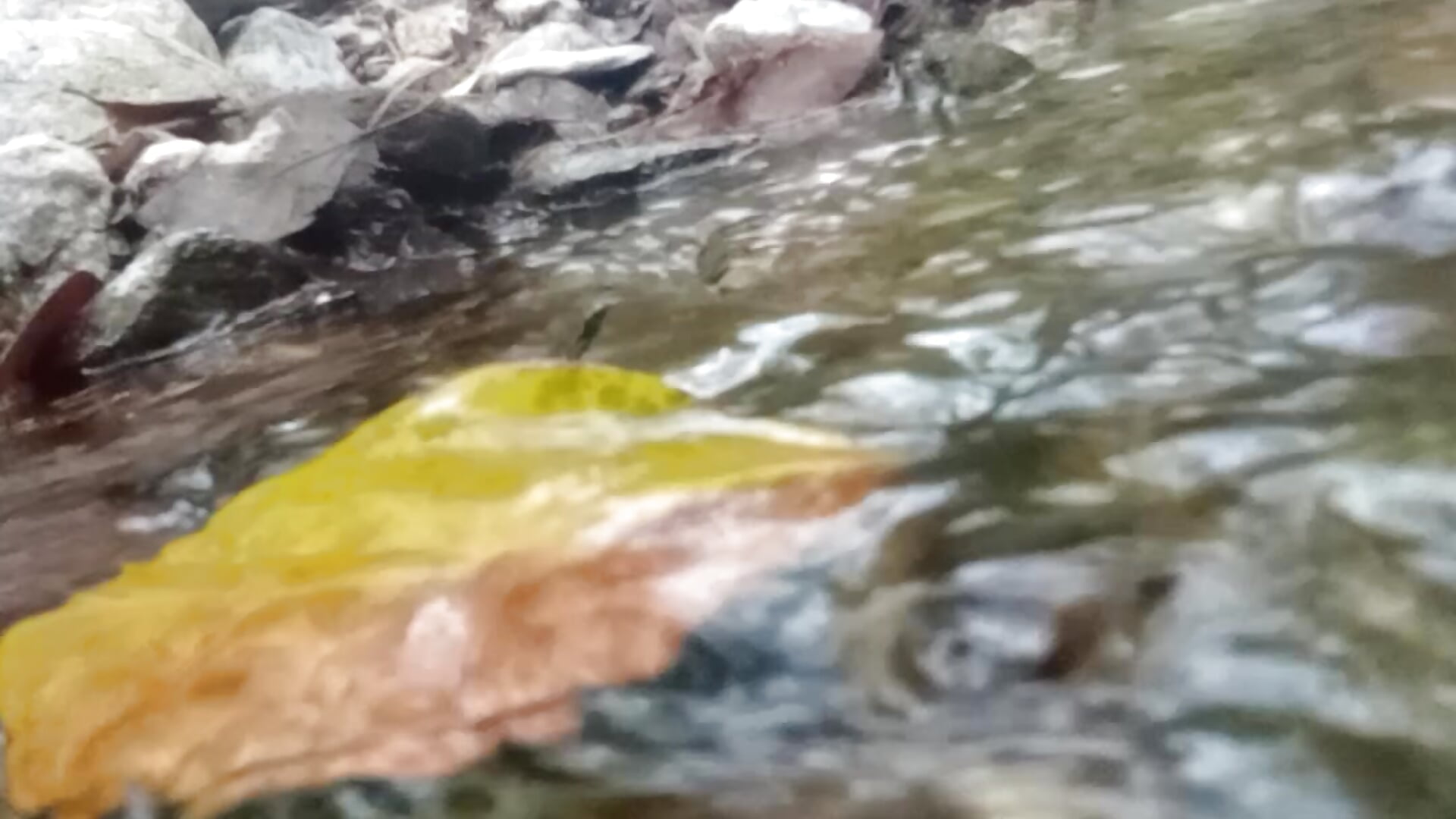 Quien dijo vivos en el Río..? 😏🔥🔥 - video by -Axelconda420 cam model