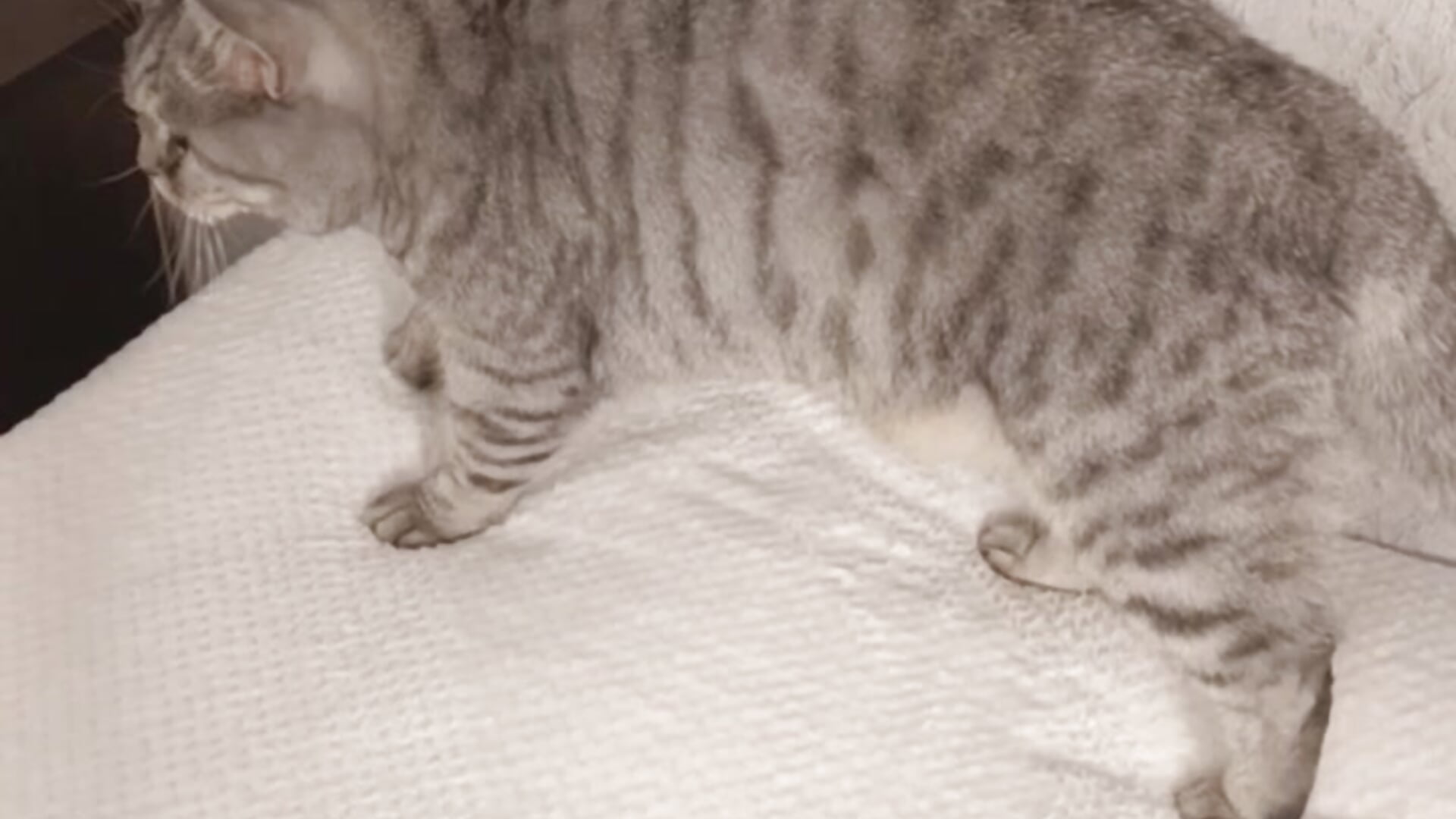 My cat:) - วิดีโอโดย DreamVelour โมเดลแคม