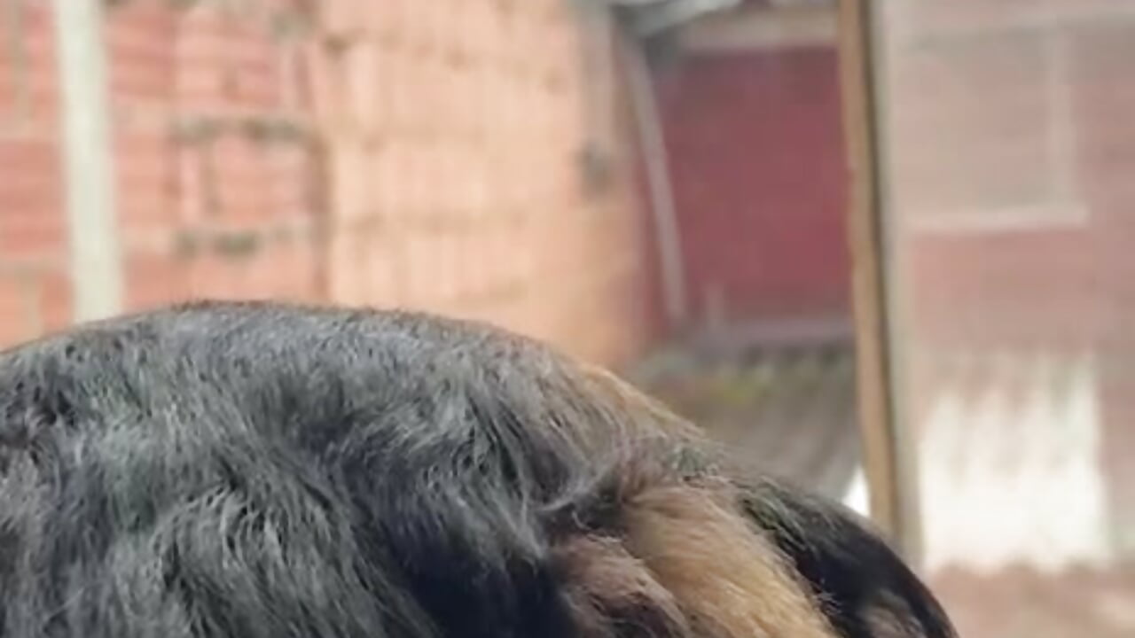the best company on rainy days  🐕🐕 - video by Mariana_Kalo cam model