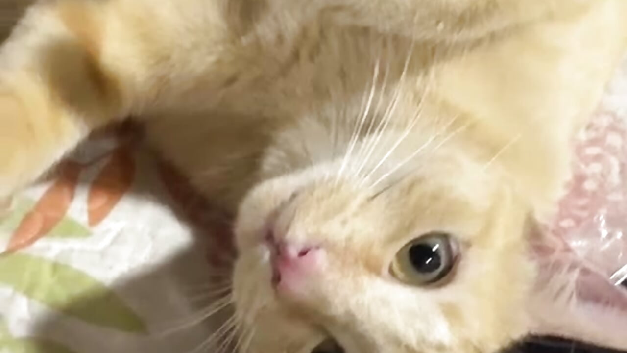 Did you also know that I have a beautiful cat? 🥰🥹 how much I love my pets - video by Mariana_Kalo cam model