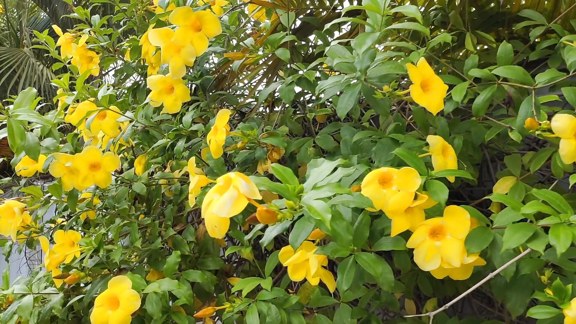 20611 - video by miss_kheyali cam model