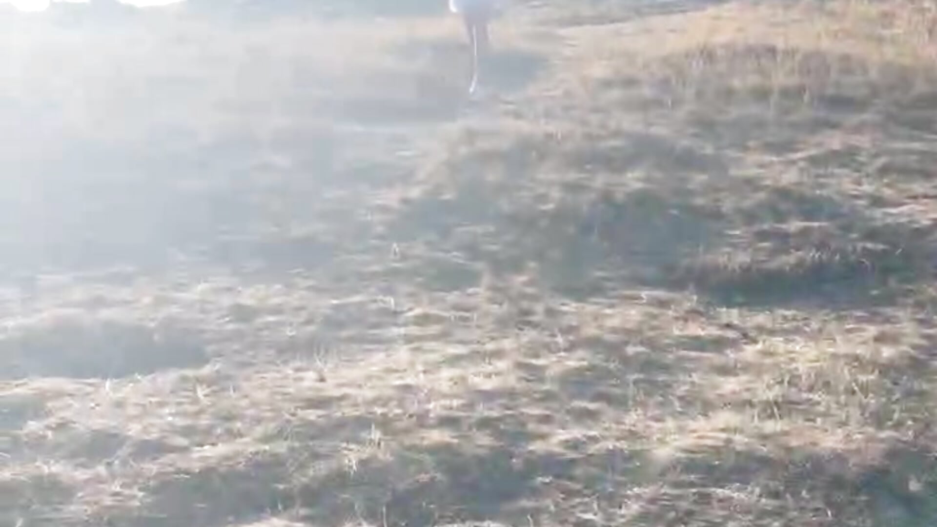 IMG_1137 - LindyEckland主播的视频