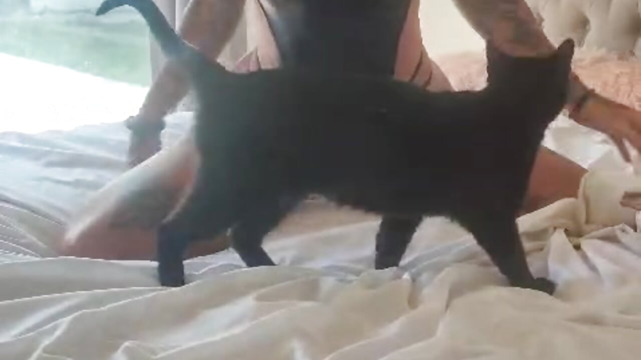 Un regalito para ustedes🎁 - video di morochahottatoo modella di cam