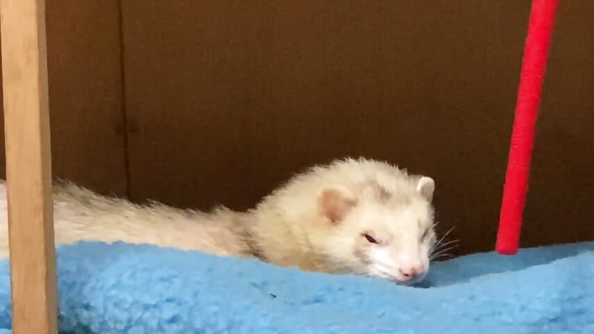 IMG_8192 - video by shirasu_00 cam model