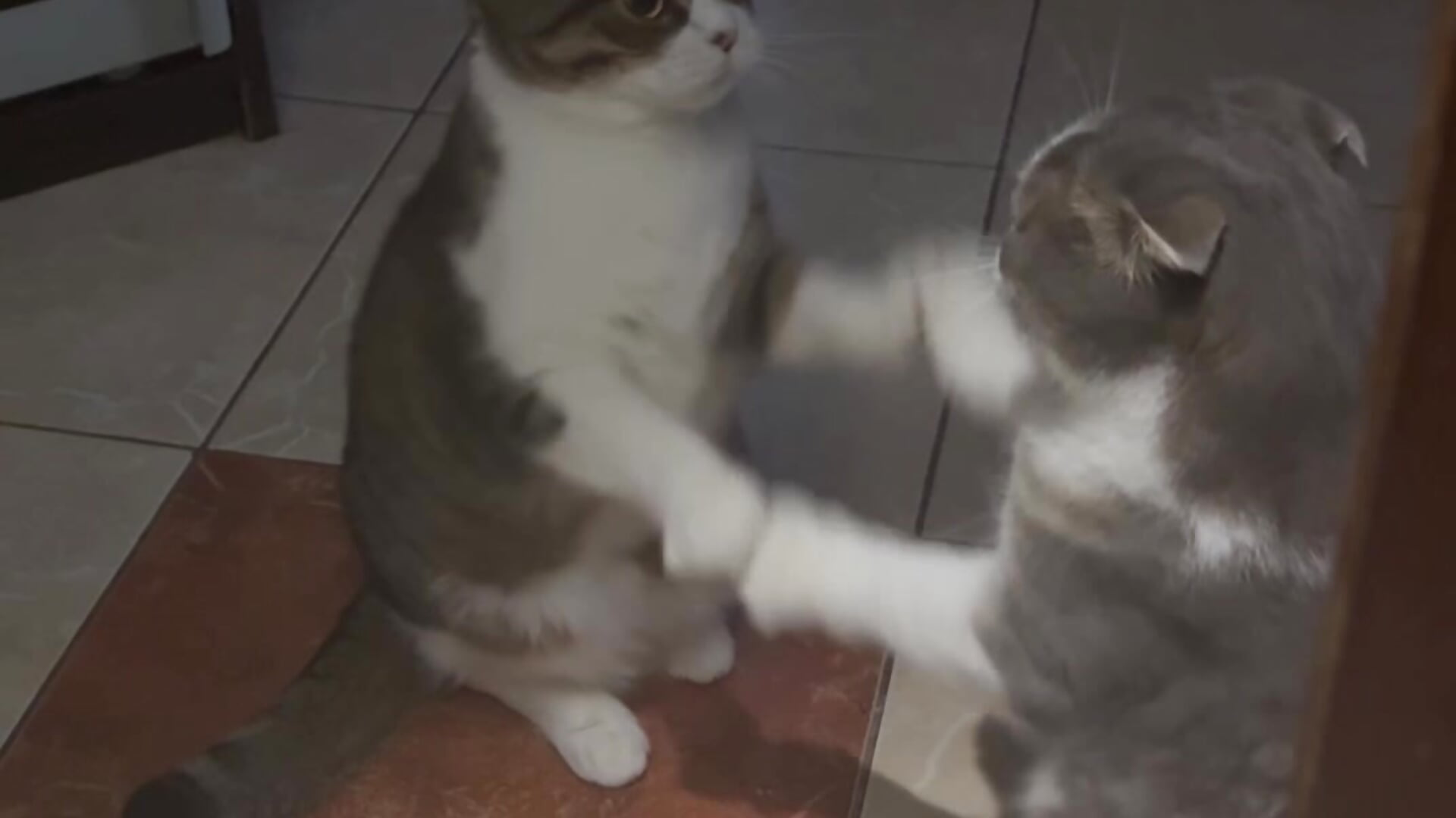My cats play in Pattycake  heh - clip cu xAlisontiny model videochat