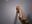dickrate - video by Salome-sw cam model