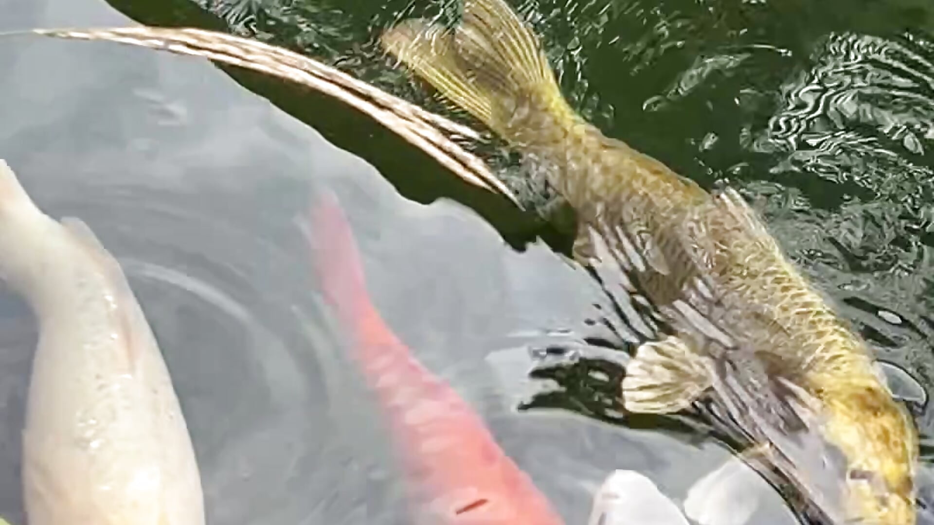 IMG_0719 - video by aooya cam model