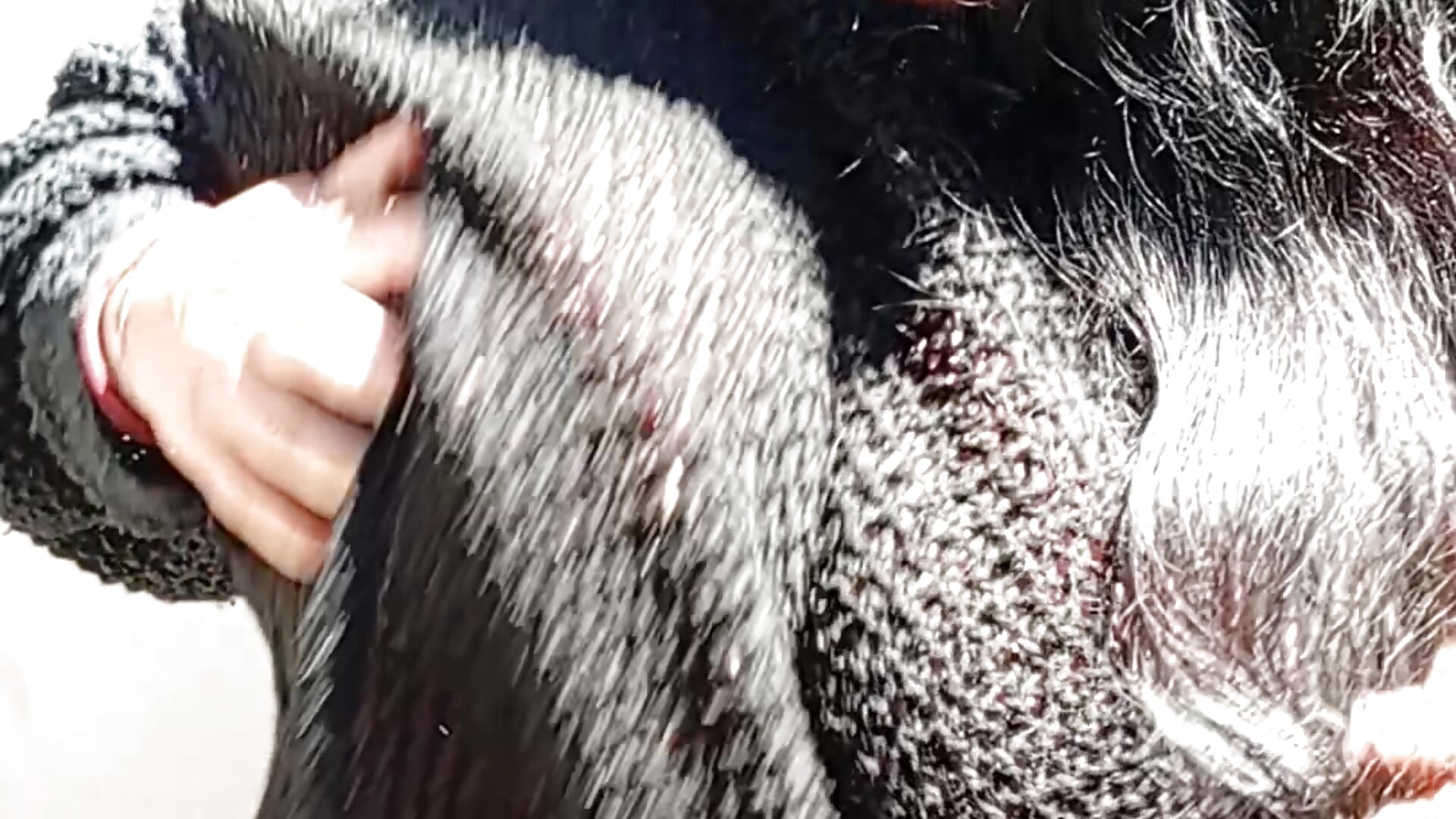 Argentina 🇦🇷 hot 🥵 - video by SorLilith_ElHombre cam model