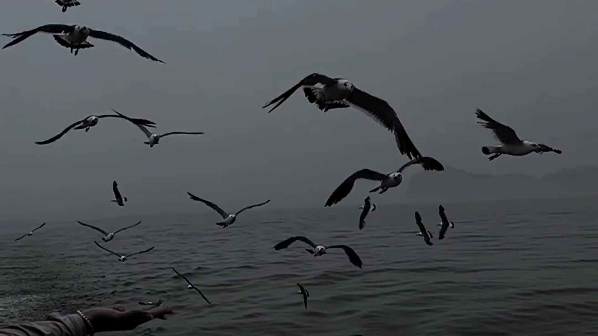 1000012359 - video by joneslau88 cam model