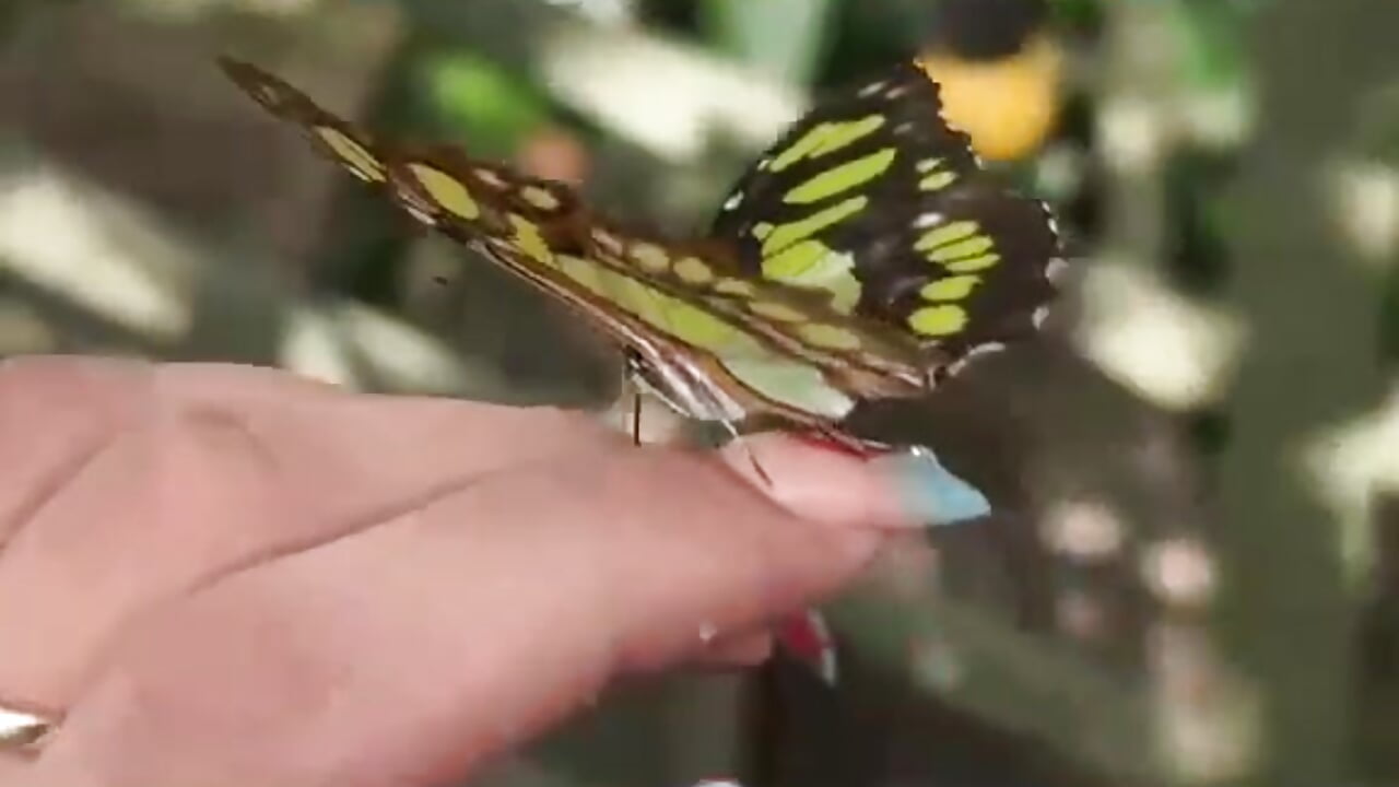 I love nature 🦋 - video van Amara_prescott cam-model