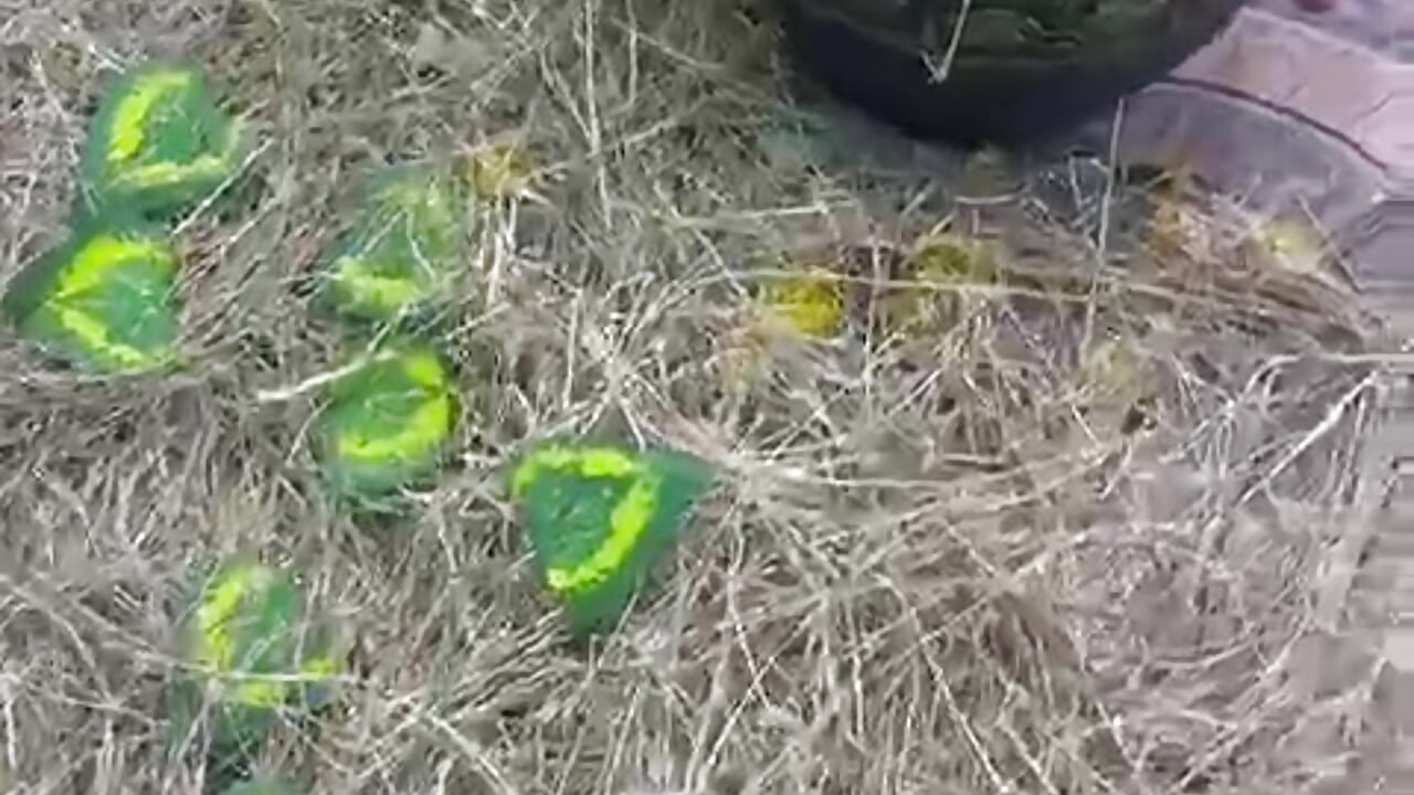 Lucky vibes… dangerous intentions 🍀😏 - video van SamanthaFox_8 cam-model