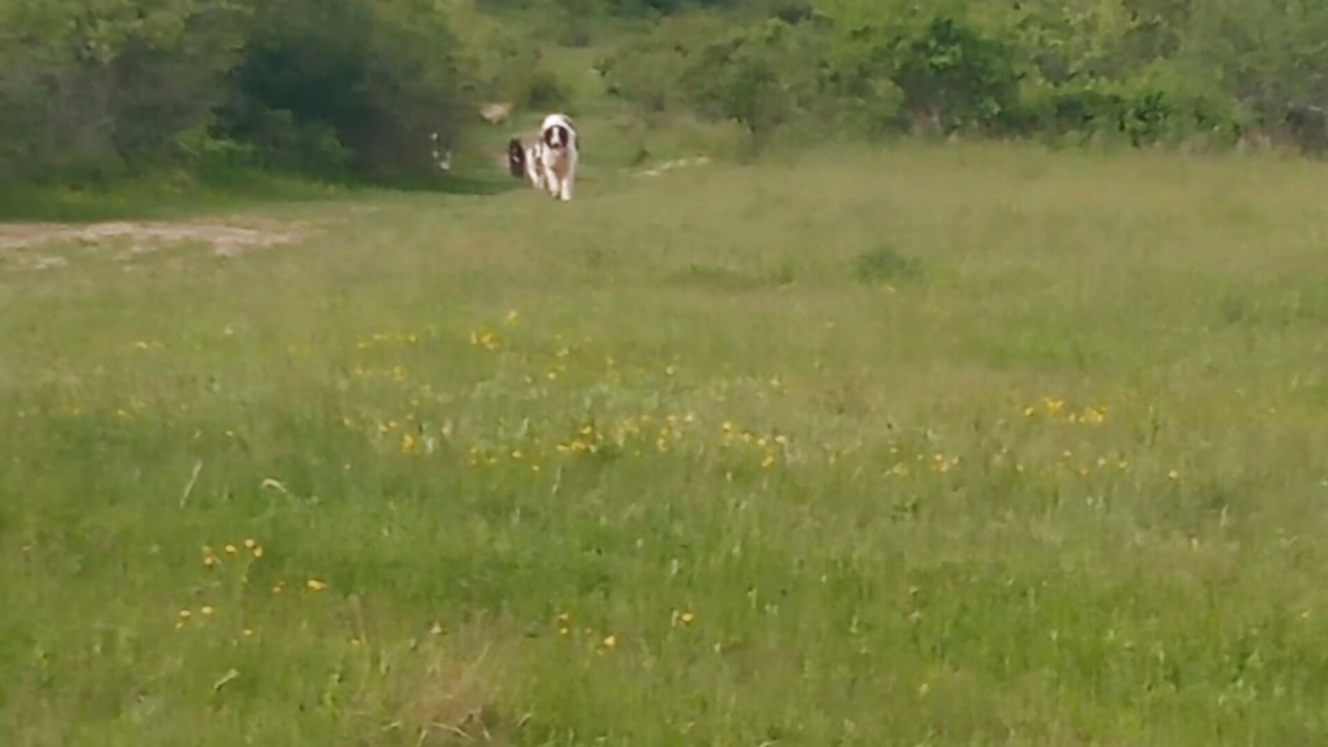 for sheep and goat fans - video by diavolinahott cam model