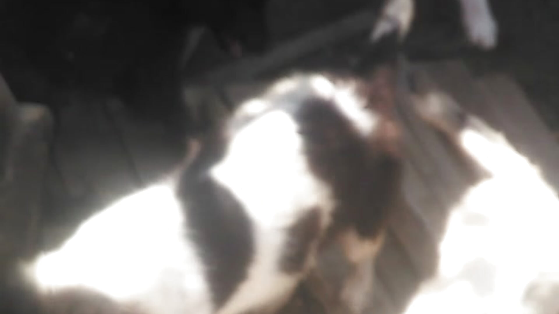 My animals :) - video by diavolinahott cam model