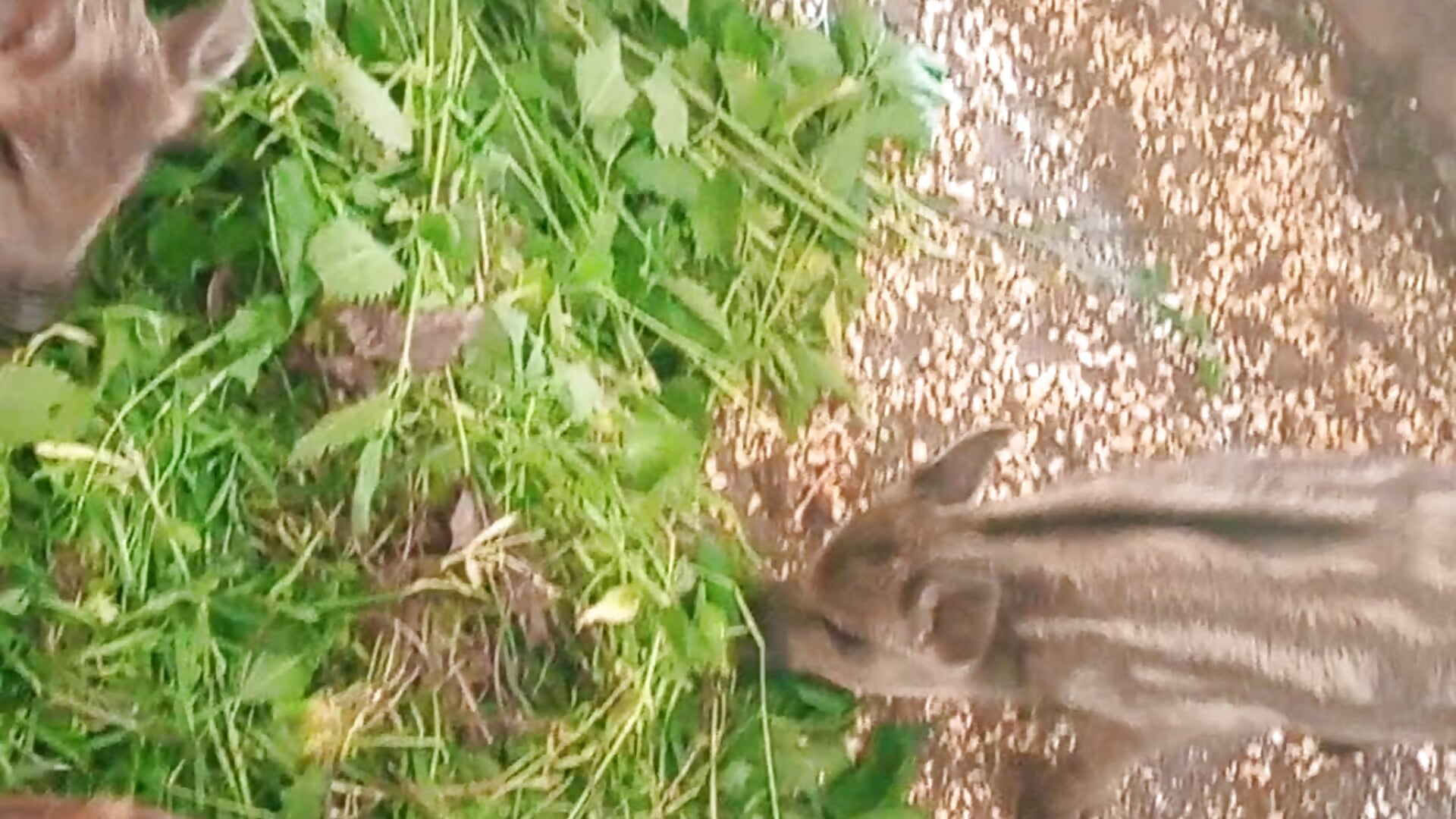 for wild boar fans - video by diavolinahott cam model