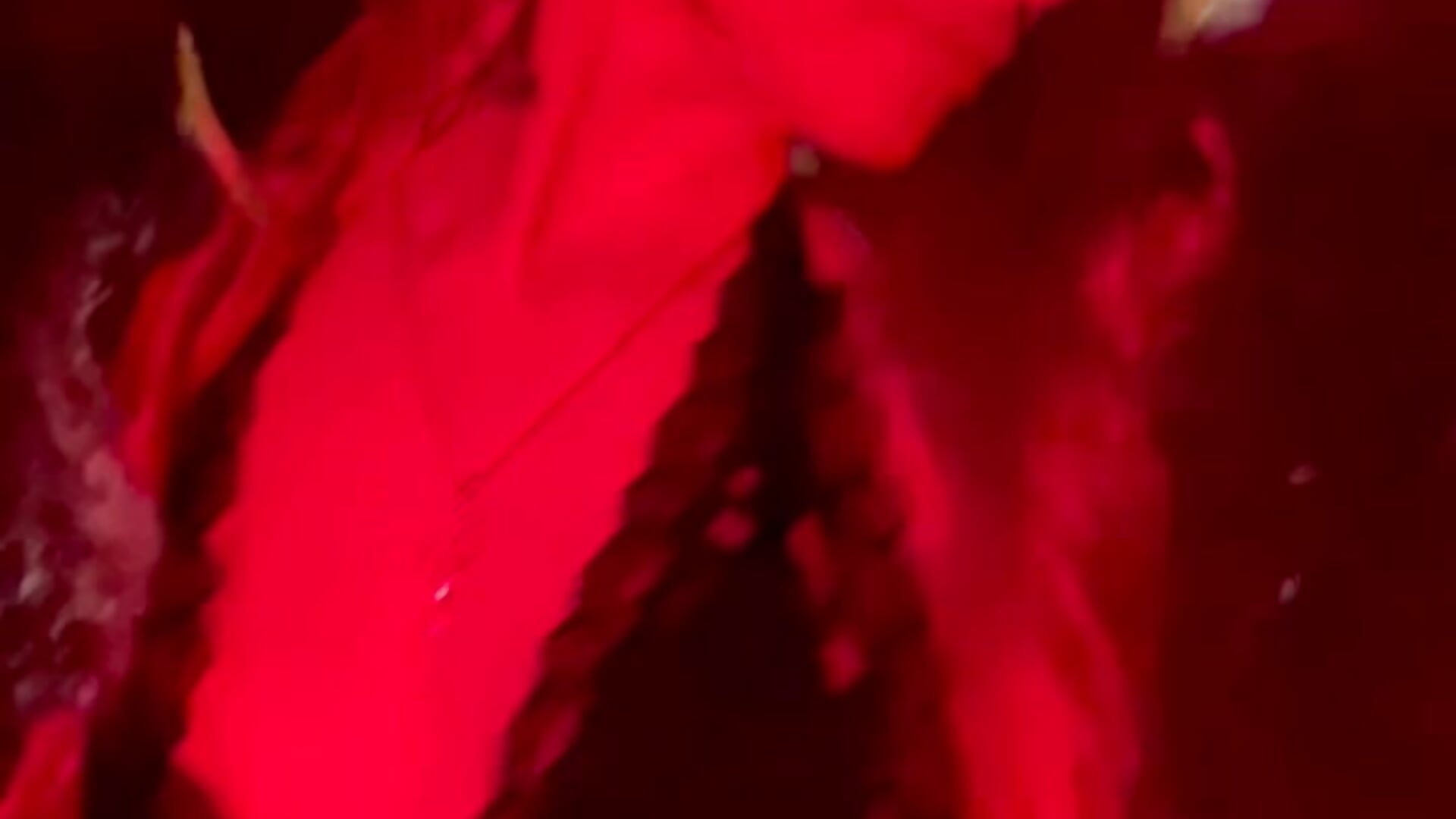 ♥ - video by Iamlylu cam model