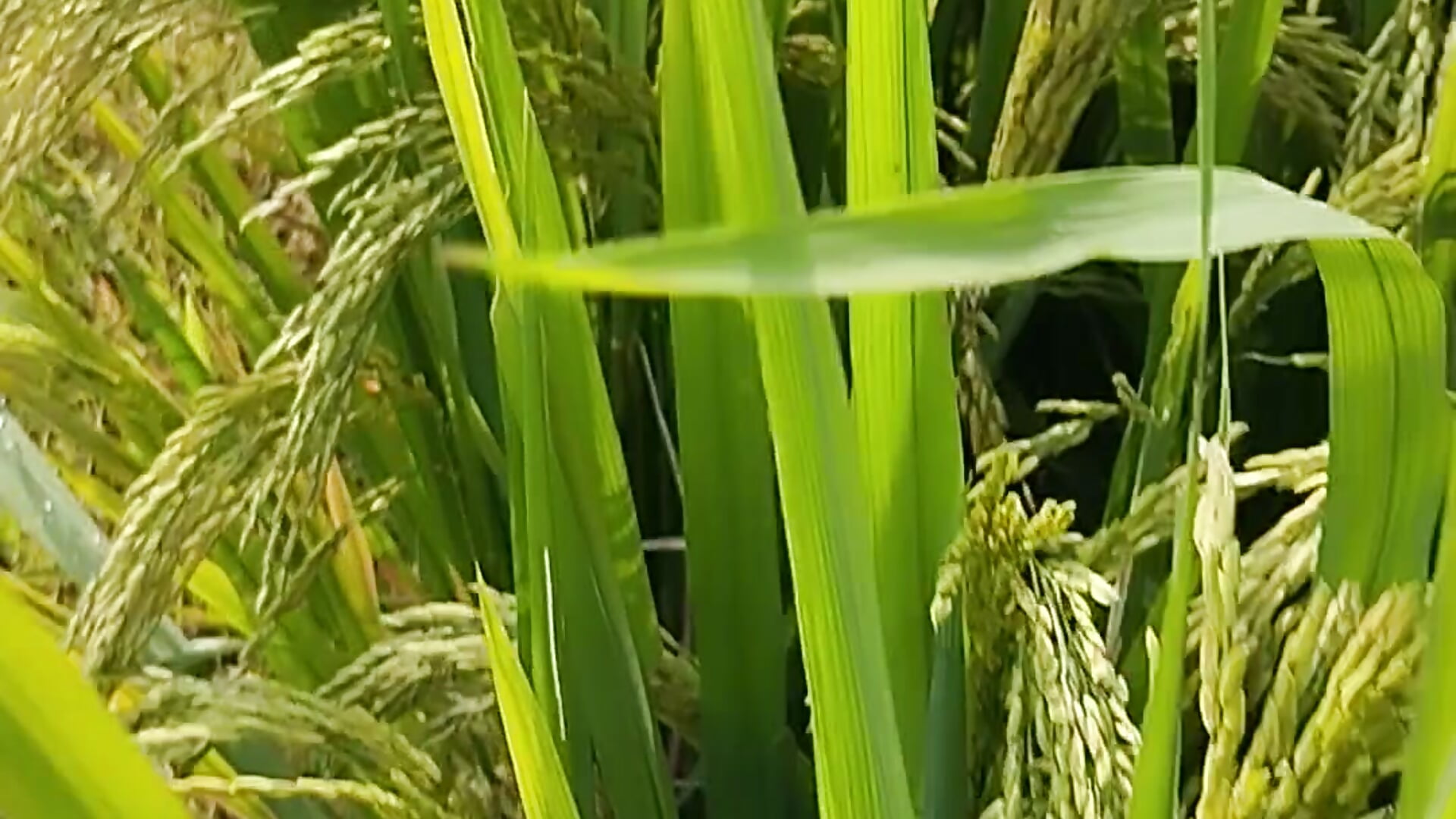 VID_20250720_080933.mp4 - vidéo du modèle de showcams Hani-i