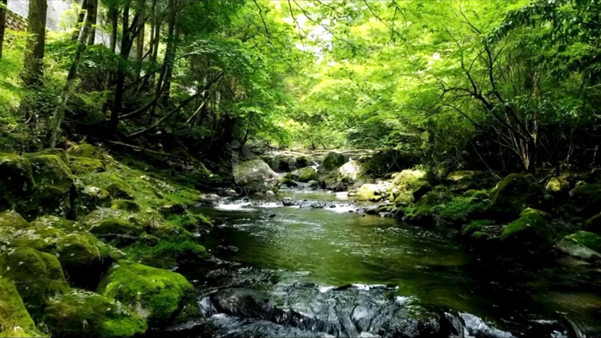 🌳 - -MAO- adlı kamera modelinin videosu