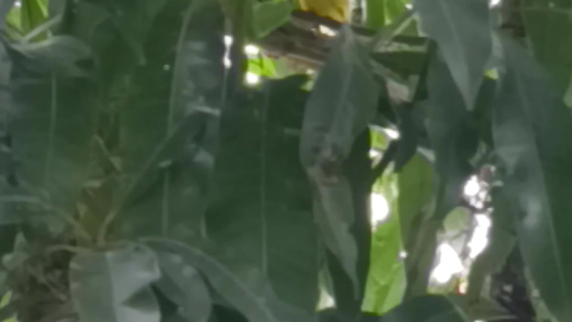 Pajaro - Vídeo de Crisjo29, modelo de vídeos