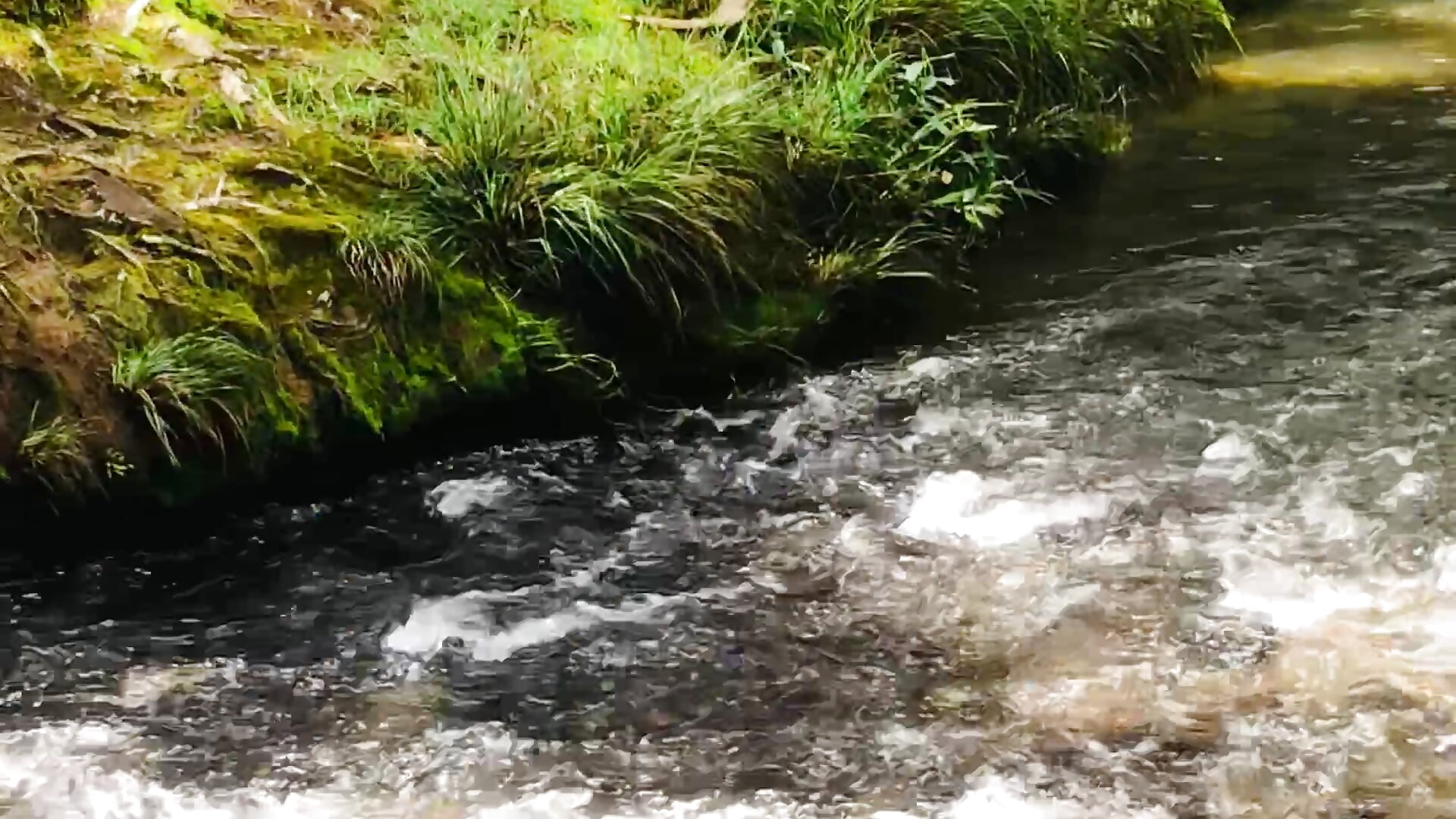 Loving this place 🌳🥰 - วิดีโอโดย JoelnClouds โมเดลแคม