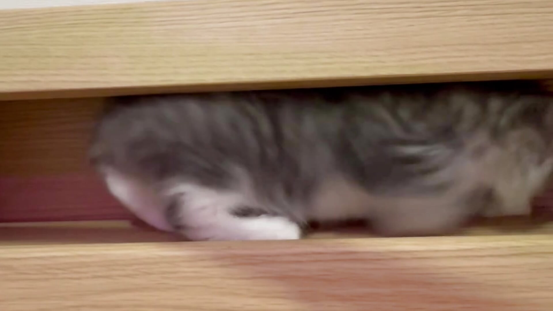 🐈