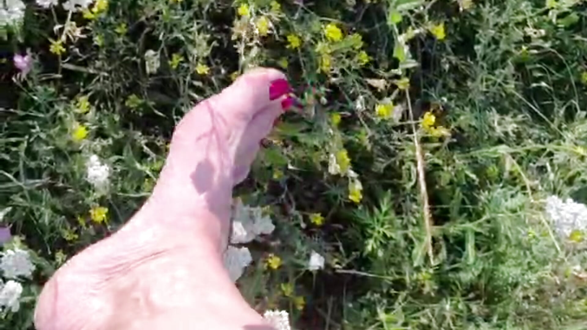 Beautiful red toes in nature - vídeo de MagnoliaVS modelo de câmara