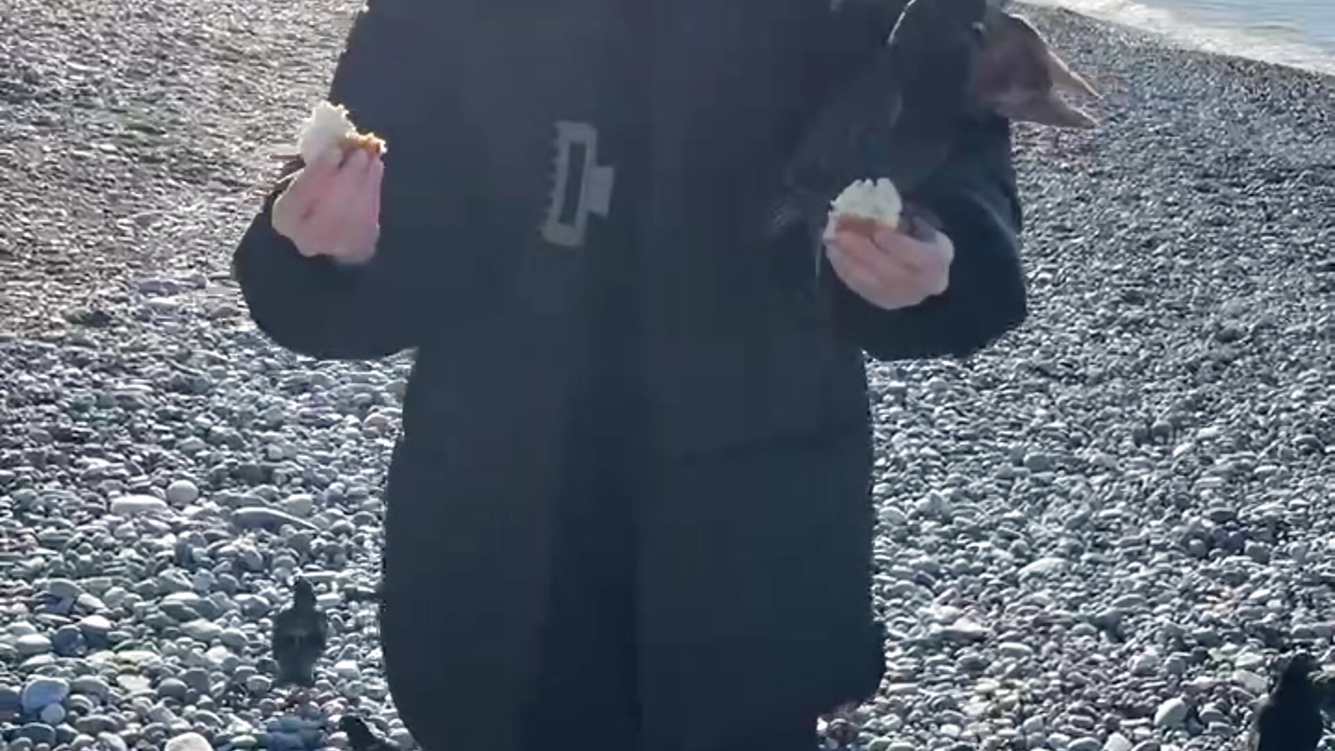 my favorite animals - video by Heily_Stets cam model