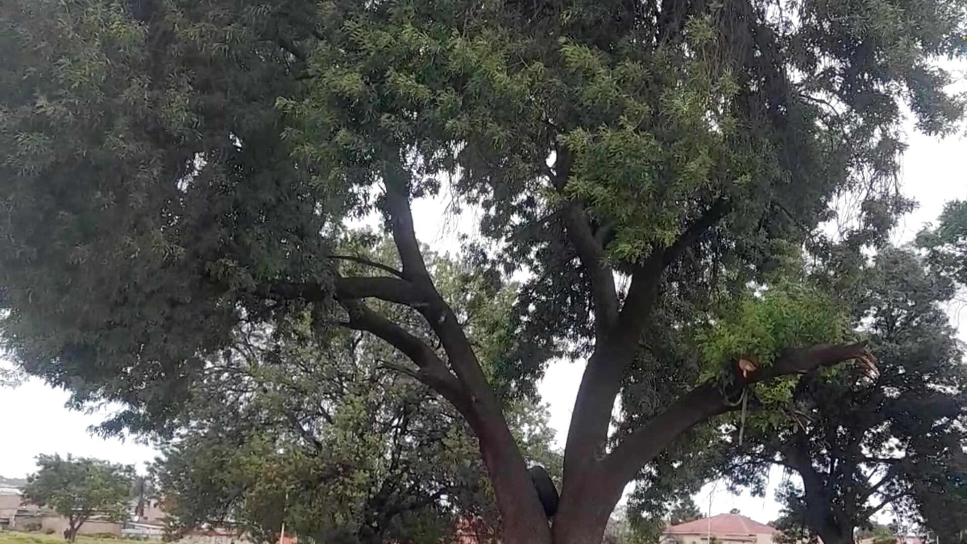 Traveling view - video by Perfect_size cam model