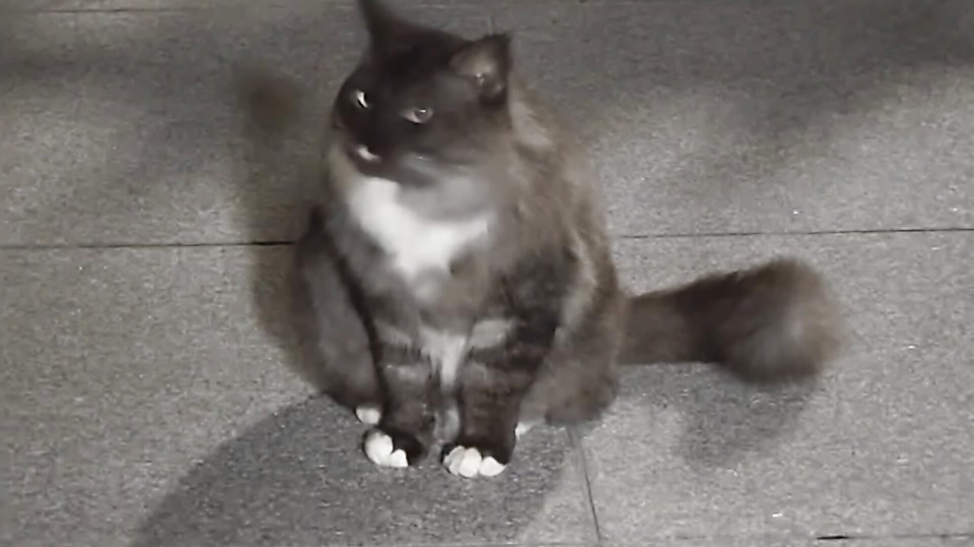 🐱 - video by ZhuXiang-Taoist cam model