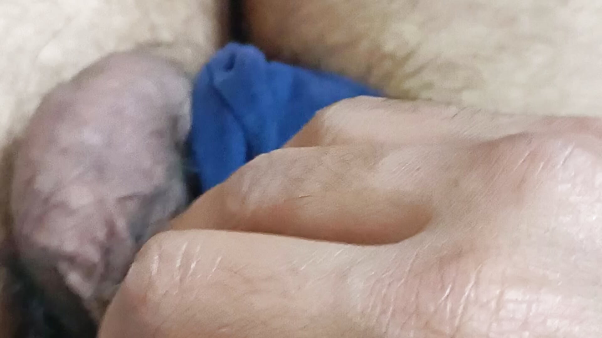 For you bbz - video by AmolBoy cam model