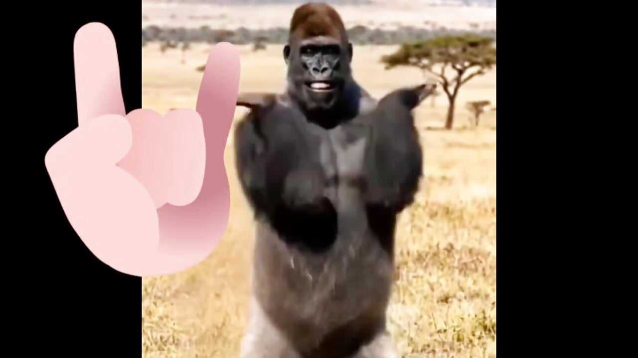🦍 - video by osu-nari_kun cam model