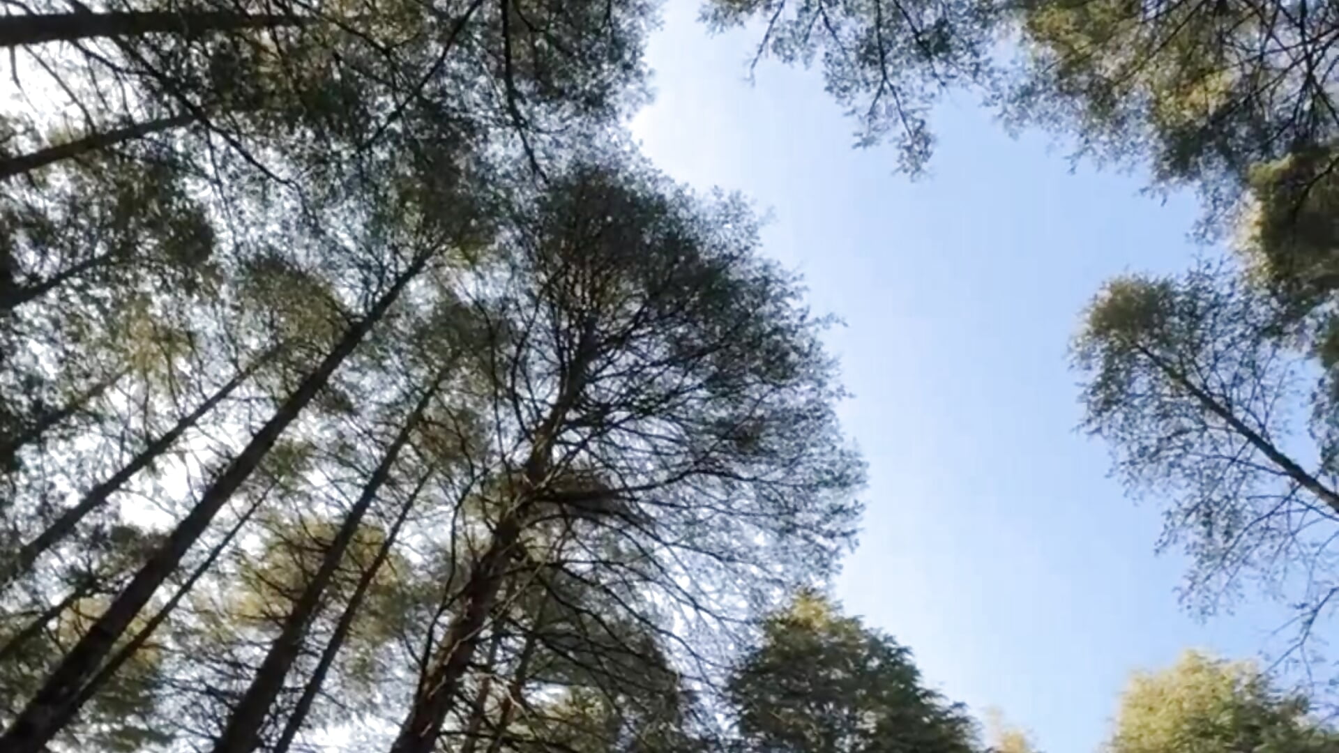 🌳 - video by aronnhidden