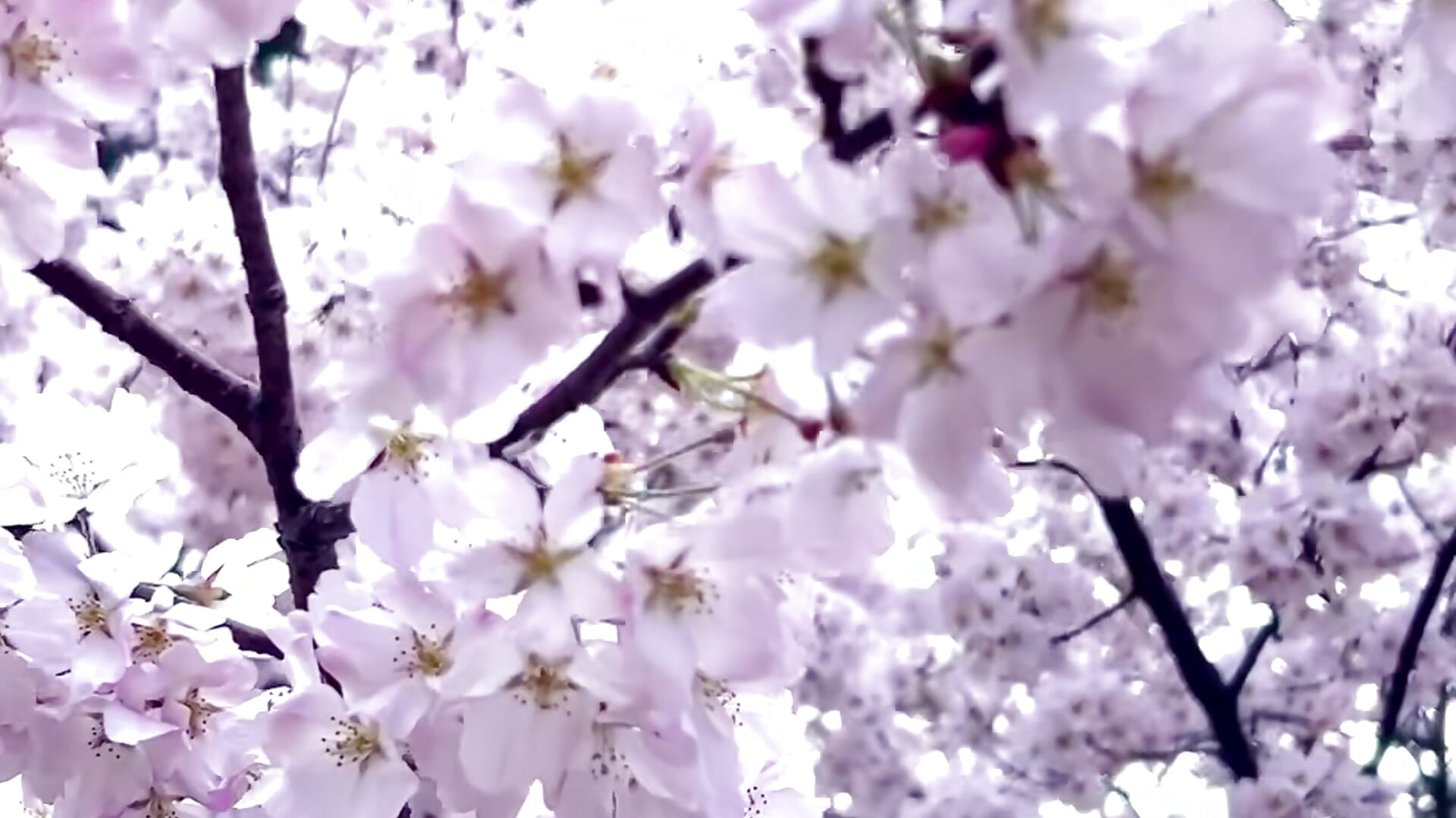 1774942514 - vídeo de la modelo de cam shuri_rin_ch