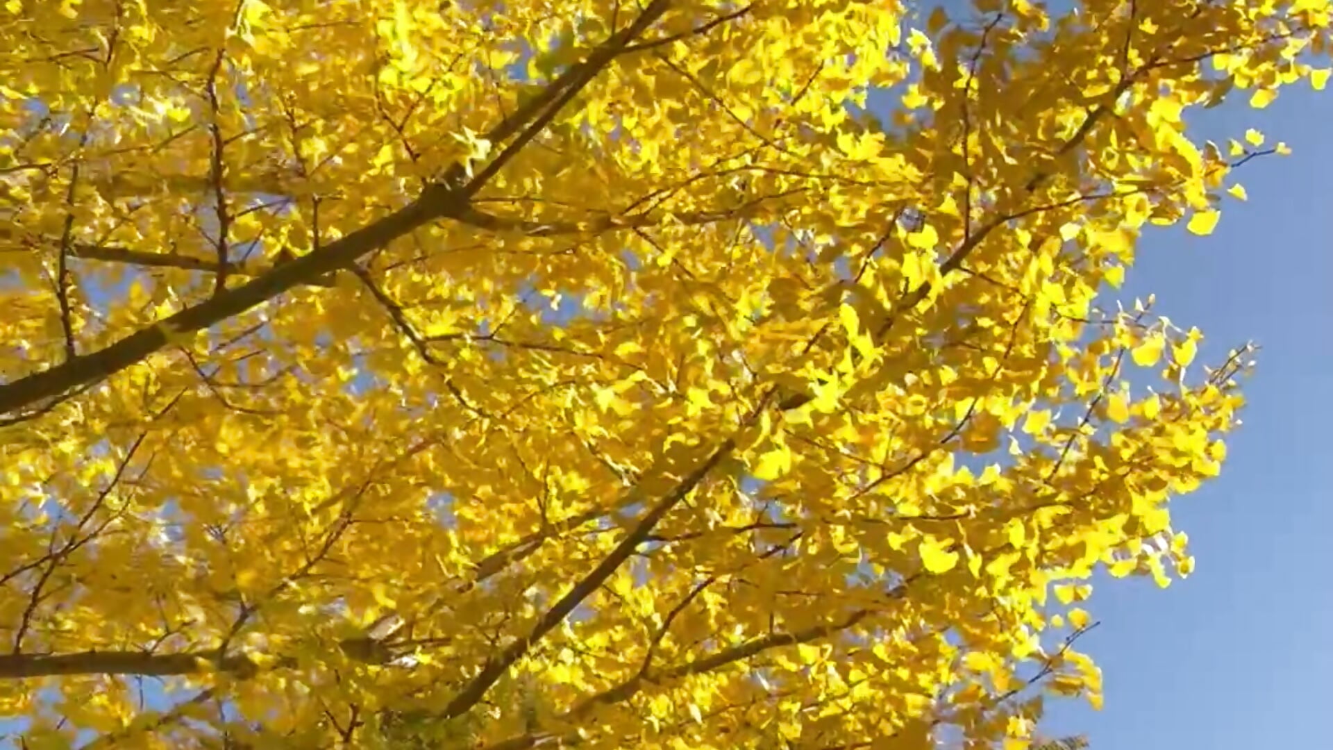 IMG_3187 - video by shuri_rin_ch cam model