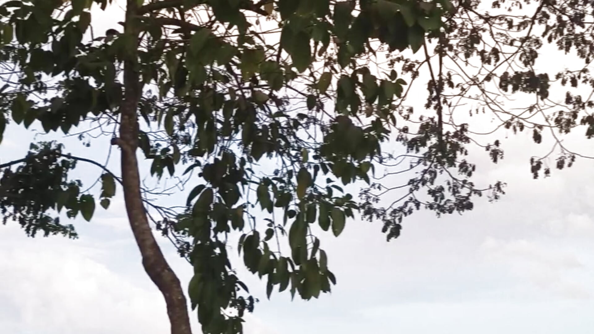 1000019030 - video by raj677181 cam model