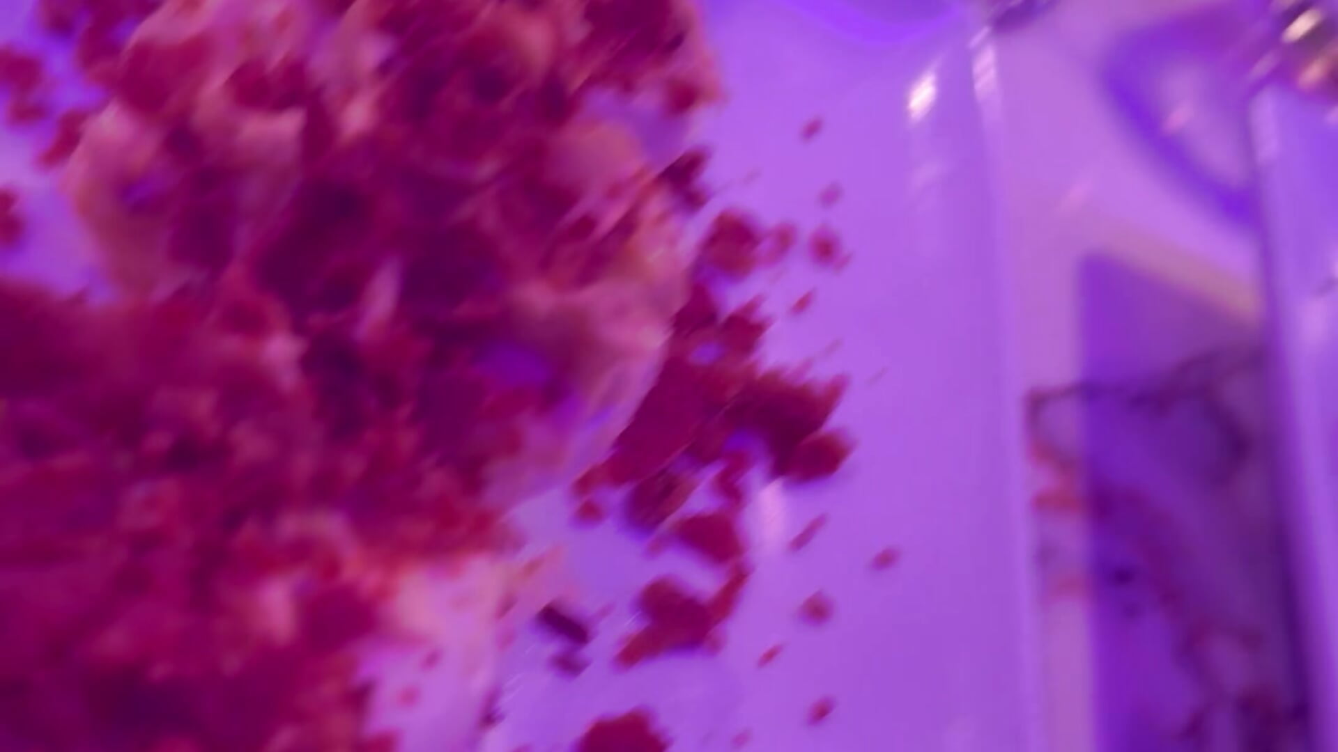 🍗Food Porn… yummy 🤤 - vídeo de la modelo de cam MadameMuse
