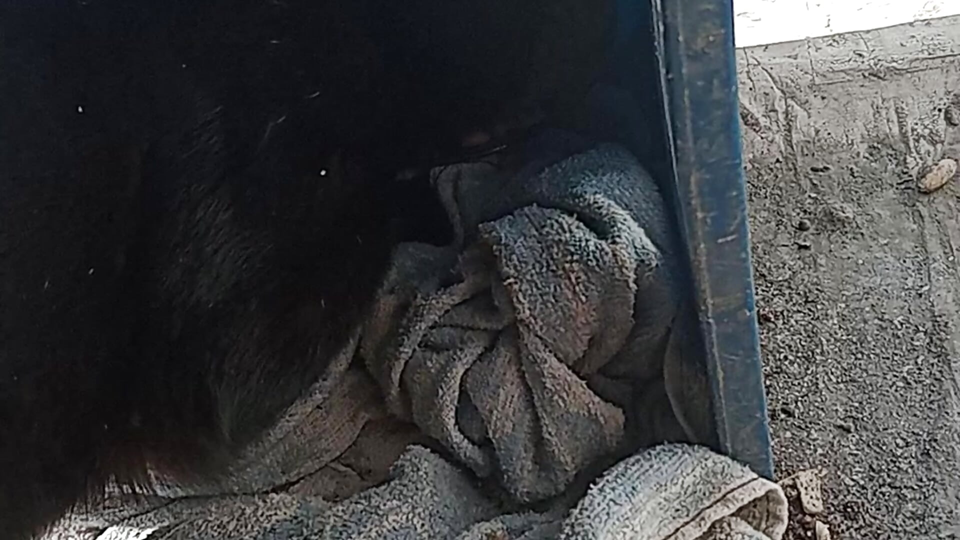 VID_20230909_163537961 - video by sangrila2468 cam model