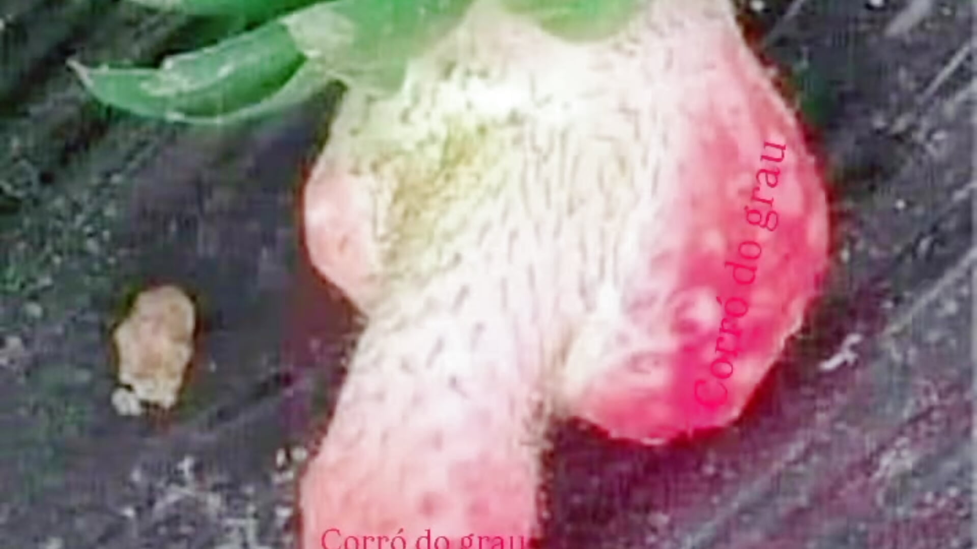 1000068004 - video by moreninho564 cam model