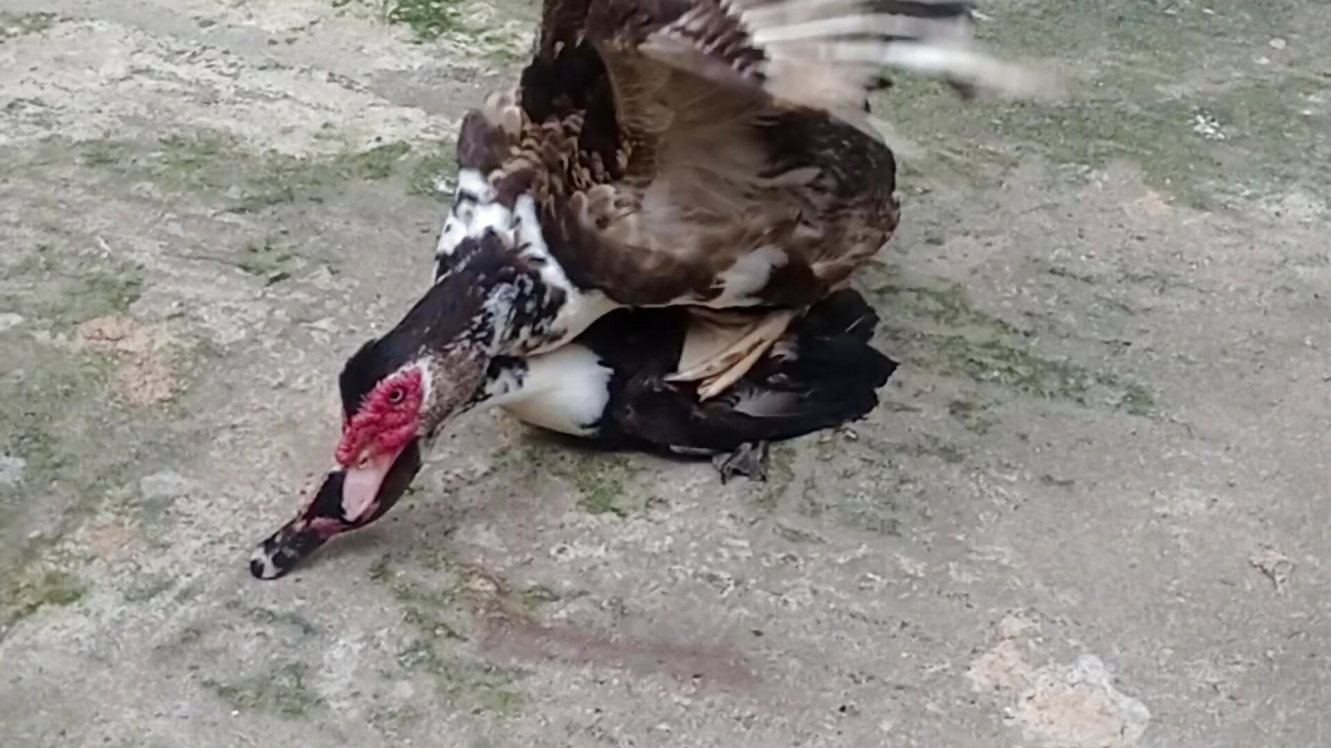 VID_20250722_041131 - video by Najirhossain72 cam model