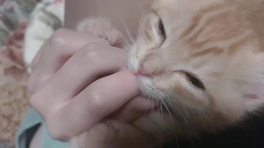 456818441610592341 - video by im_hina2 cam model