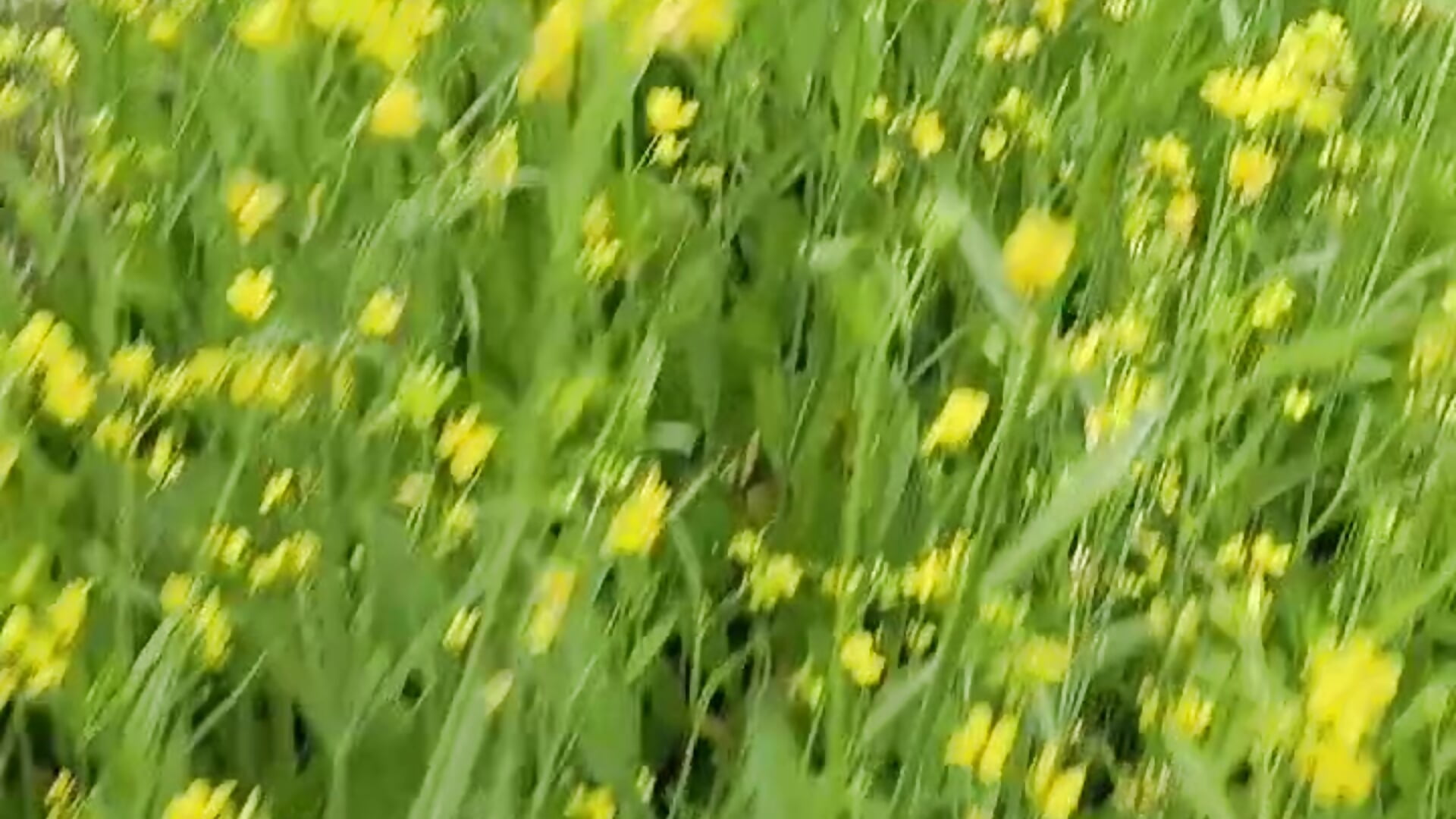 1000002337 - video của người mẫu cam Bee-bgolden