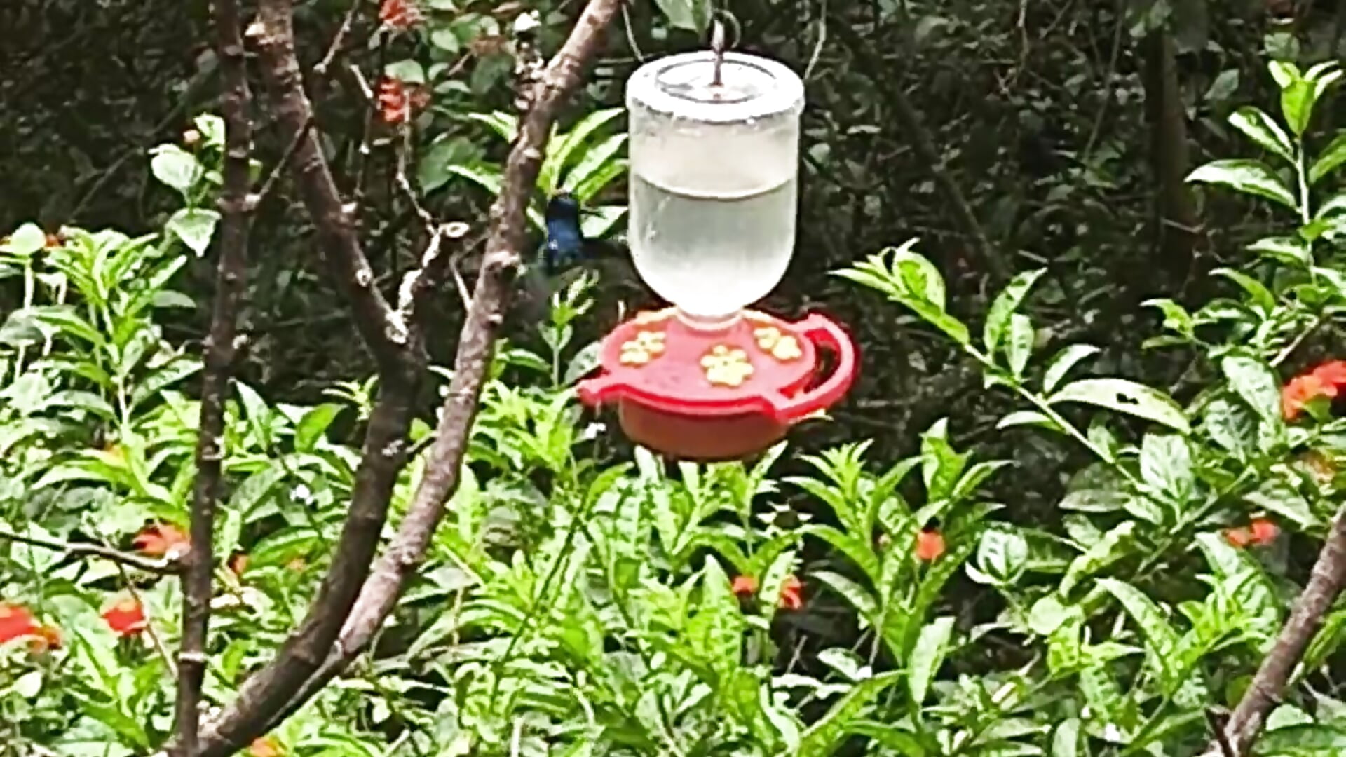 Butterfly Garden - відео від вебкаммоделі NathySweet