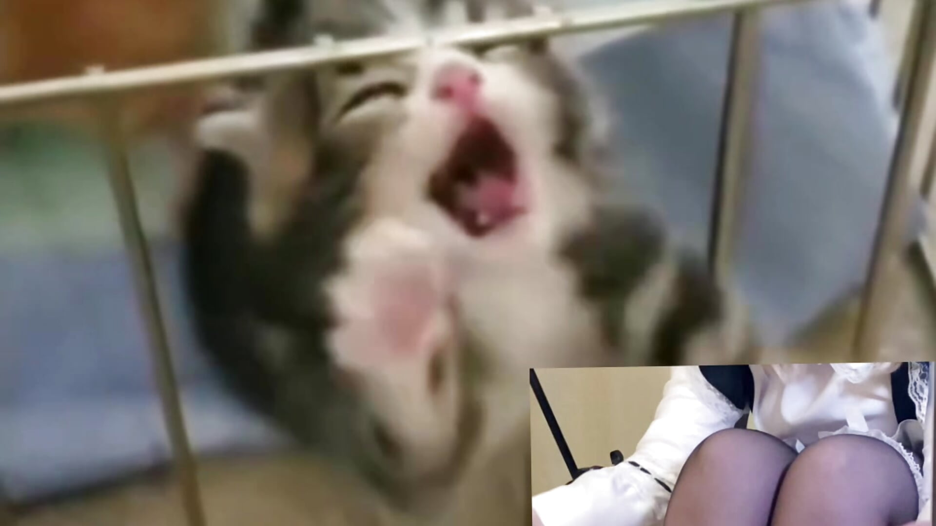 birthday gift from the Goddes - video by dominyantrix cam model