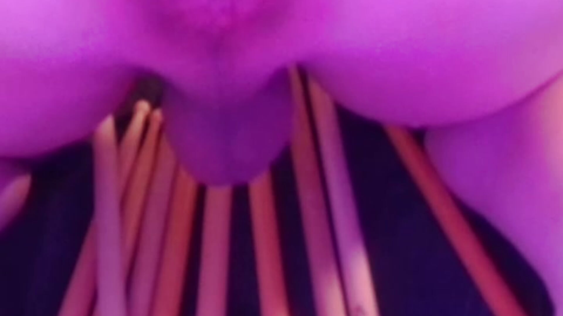 I can play my belly from the inside! - video by Lina_Free cam model