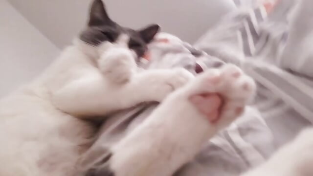 WAKE UP WITH MY KITTENS 🥰 - Vídeo de RYO_BLEU_, modelo de vídeos
